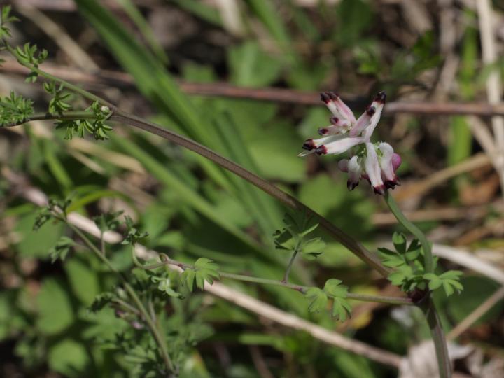 Fumaria capreolata / Fumaria bianca